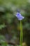 Isolated bluebell with a long stem in a British woodland. UK wildflower