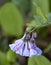 Isolated bluebells in Virginia