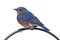 Isolated Bluebird On A Perch