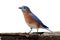 Isolated Bluebird On A Perch With A White Background