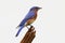 Isolated Bluebird On A Stump
