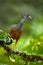 Isolated on blurred background, bird from rainforest, Great curassow, Crax rubra. Female with erected crest.