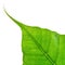 Isolated Bodhi leaf