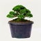 Isolated Bonsai tree - Murraya paniculata