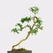 Isolated Bonsai tree - Murraya paniculata