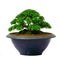 Isolated Bonsai tree - Murraya paniculata