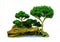 Isolated Bonsai tree - Murraya paniculata Dwarf