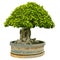 isolated bonsai tree on white background