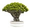 isolated bonsai tree on white background