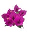 Isolated Bouquet of Magenta Bouganvillea Flowers with a Transparent Background