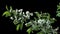 Isolated branch of cherry tree with white flowers