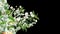 Isolated branch of cherry tree with white flowers