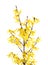 Isolated branches of blooming forsythia