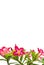 Isolated bright and colorful desert rose at the bottom of the frame on white background