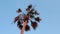 Isolated bright green tropical palm tree against blue sky. Palm leaves swaying in wind