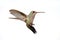 Isolated Broad-billed Hummingbird