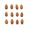 Isolated brown almond kernels in rows