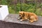 An isolated brown dog on a little concrete wall Madeira, Portugal