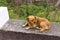 An isolated brown dog on a little concrete wall Madeira, Portugal