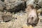 Isolated brown female monkey sit on the rock alone