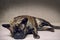 Isolated brown french bulldog lies on the floor