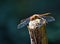 Isolated Brown Hawker Dragonfly on wooden stick with out of focus background.