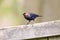Isolated Brown Headed Cowbird