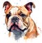 Isolated bulldog head painted with watercolors