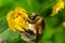 Isolated bumblebee specimen on Ranunculus acris flower, on natural background