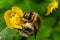 Isolated bumblebee specimen on Ranunculus acris flower, on natural background