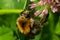 Isolated bumblebee specimen on Trifolium pratense flower, the red clover, on natural background