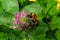 Isolated bumblebee specimen on Trifolium pratense flower, the red clover, on natural background