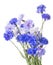 Isolated bunch of blue cornflowers