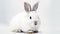 Isolated Bunny on white background. Generative AI