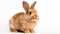 Isolated Bunny on white background. Generative AI