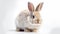 Isolated Bunny on white background. Generative AI