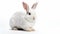 Isolated Bunny on white background. Generative AI