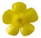 Isolated buttercup flower