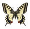 Isolated butterfly Papilio machaon. Papilionidae. Lepidoptera collection.