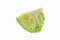 Isolated cabbage sliced on white background with clipping path