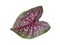 Isolated caladium multicolor leaf red strip with pink dots on green leaves