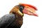 Isolated calao Rufous hornbill