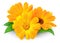 Isolated calendula (marigold)