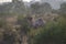 Isolated Camel Standing between the Trees and Shrubs