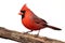 Isolated Cardinal On A Stump