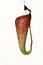 Isolated carnivorus plant - Nepenthes mirabilis tenuis