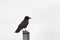 Isolated carrion Crow Corvus corone standing