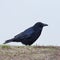 Isolated carrion crow corvus corone standing on ground