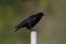 Isolated carrion crow corvus corone standing on stake