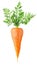 Isolated carrot